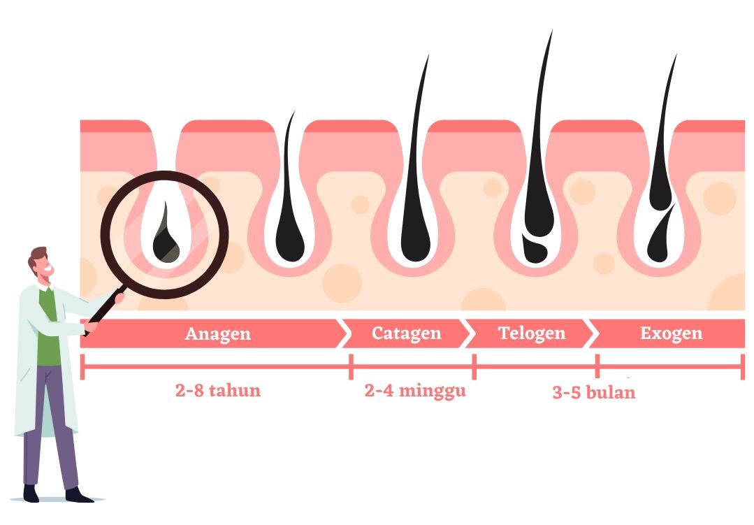 Apakah Rambut Halus Bisa Tumbuh Lagi? Menyingkap Rahasia Rambut yang Sehat