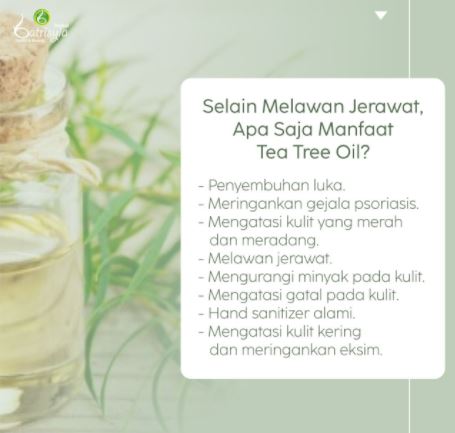 Rahasia Rambut Sehat dan Bersih: 3 Manfaat Minyak Tea Tree yang Jarang Diketahui