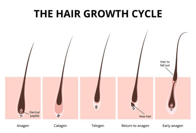 Mengapa Asam Folat Penting untuk Pertumbuhan Rambut? Rahasia Rambut Sehat dan Bercahaya!