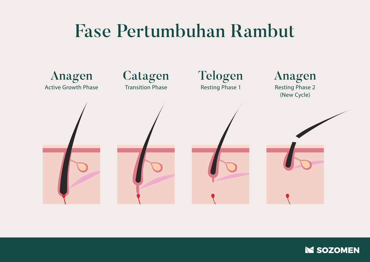 Rahasia Pertumbuhan Rambut: Peran Penting Glutamin