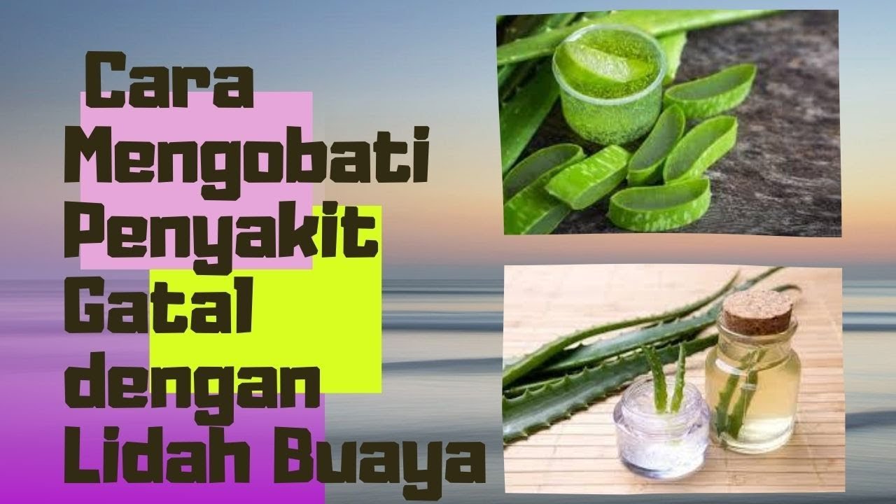 Cara Mengatasi Kulit Kepala Gatal dengan Lidah Buaya: 12 Tips Efektif untuk Kulit Kepala Sehat