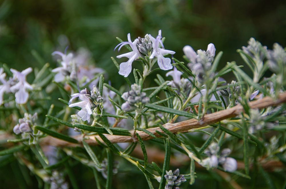 Rambut Lepek dan Lemah? Coba Rahasia Minyak Rosemary!