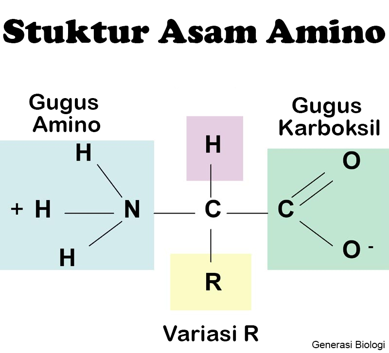 Sistein: Asam Amino Ajaib untuk Rambut Sehat dan Berkembang