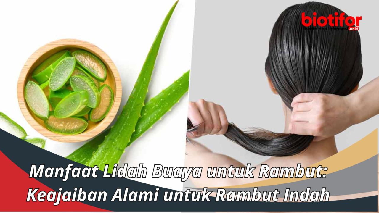 Testimoni: Cara Mengatasi Rambut Berketombe dengan Lidah Buaya