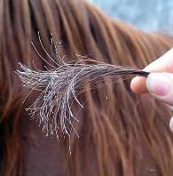 Ucapkan Selamat Tinggal pada Rambut Patah dan Bercabang!