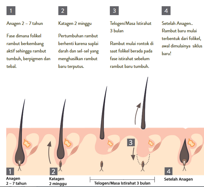 Rambut Rontok: Mengapa Hal Itu Terjadi dan Bagaimana Mengatasinya