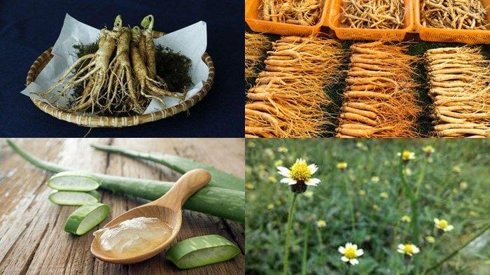 Rahasia Rambut Sehat dan Lebat: 7 Tanaman Herbal Ampuh Atasi Rambut Rontok