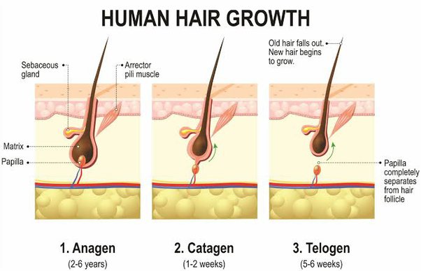 Rambut Tipis? Jangan Panik! Solusi Menebalkan Rambut Ada di Tanganmu!