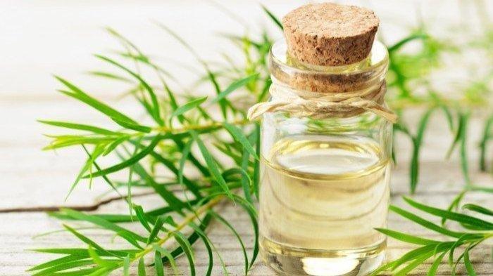 Atasi Kutu Rambut dengan Minyak Tea Tree: Cara Alami yang Efektif!