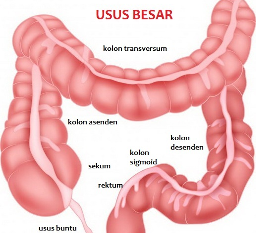 Rahasia Rambut Sehat: Terkuak dari Dalam Usus Anda!