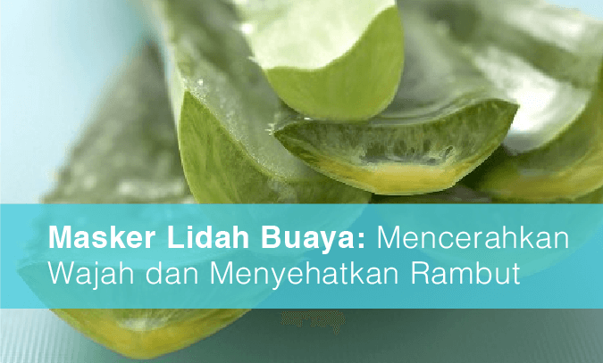 Masker Rambut dari Lidah Buaya: Rahasia Rambut Indah dan Sehat Alami