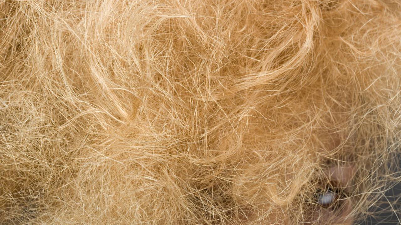 Tips Mengatasi Rambut Kusut Setelah Keramas dengan Minyak Kelapa