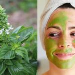 Masker Rambut Daun Kemangi: Rahasia Rambut Lebat dan Sehat Alami