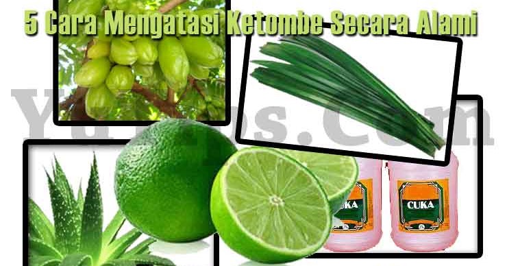 Mengatasi Ketombe dengan Lemon: Cara Alami yang Efektif?