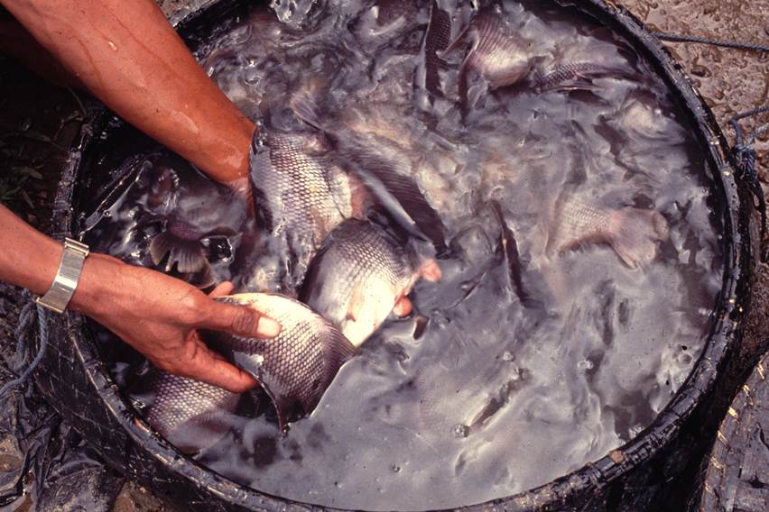 Penyebab Rambut Anda Kering Setelah Berenang dan Solusinya